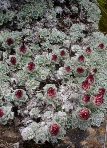 Helichrysum milfordiae carpet